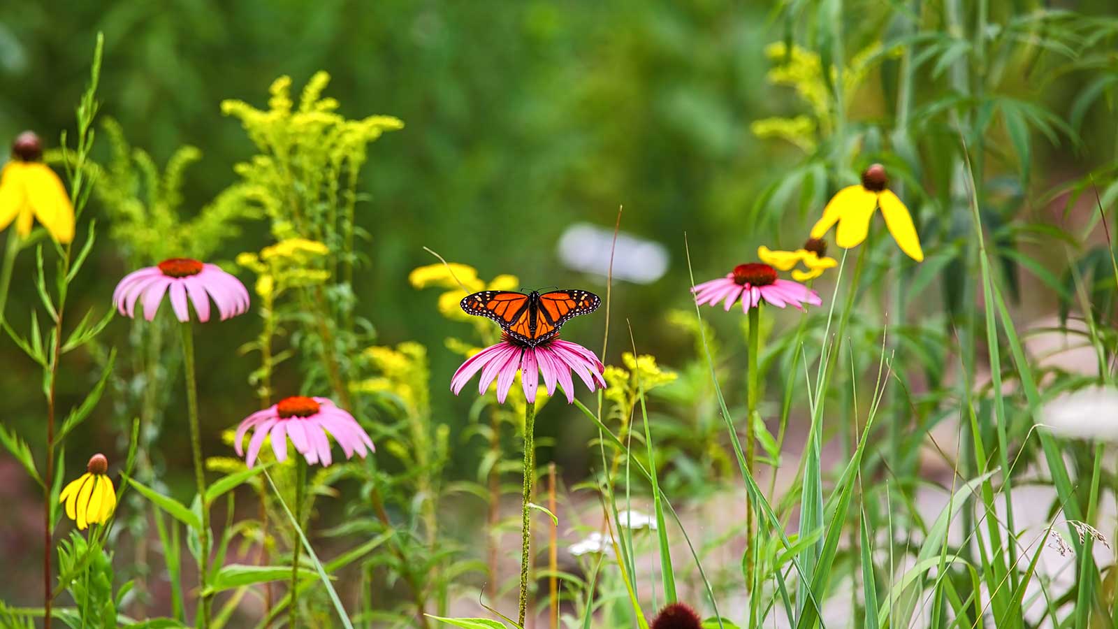 Blooming Piedmont prairie with native grasses and flowers