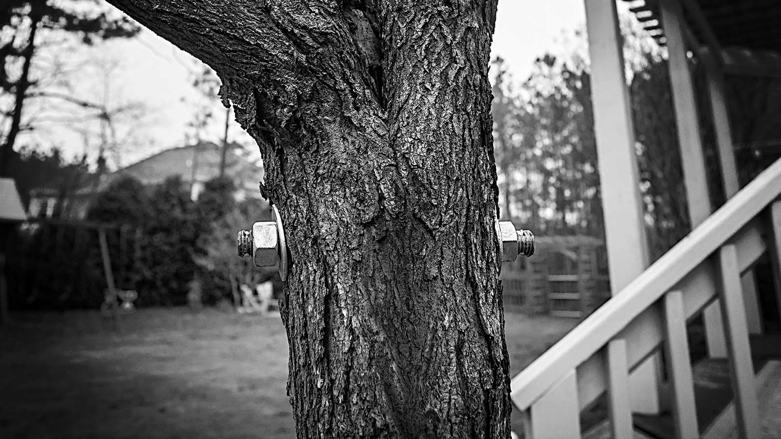 A tree with cabling system installed to prevent branch splitting.