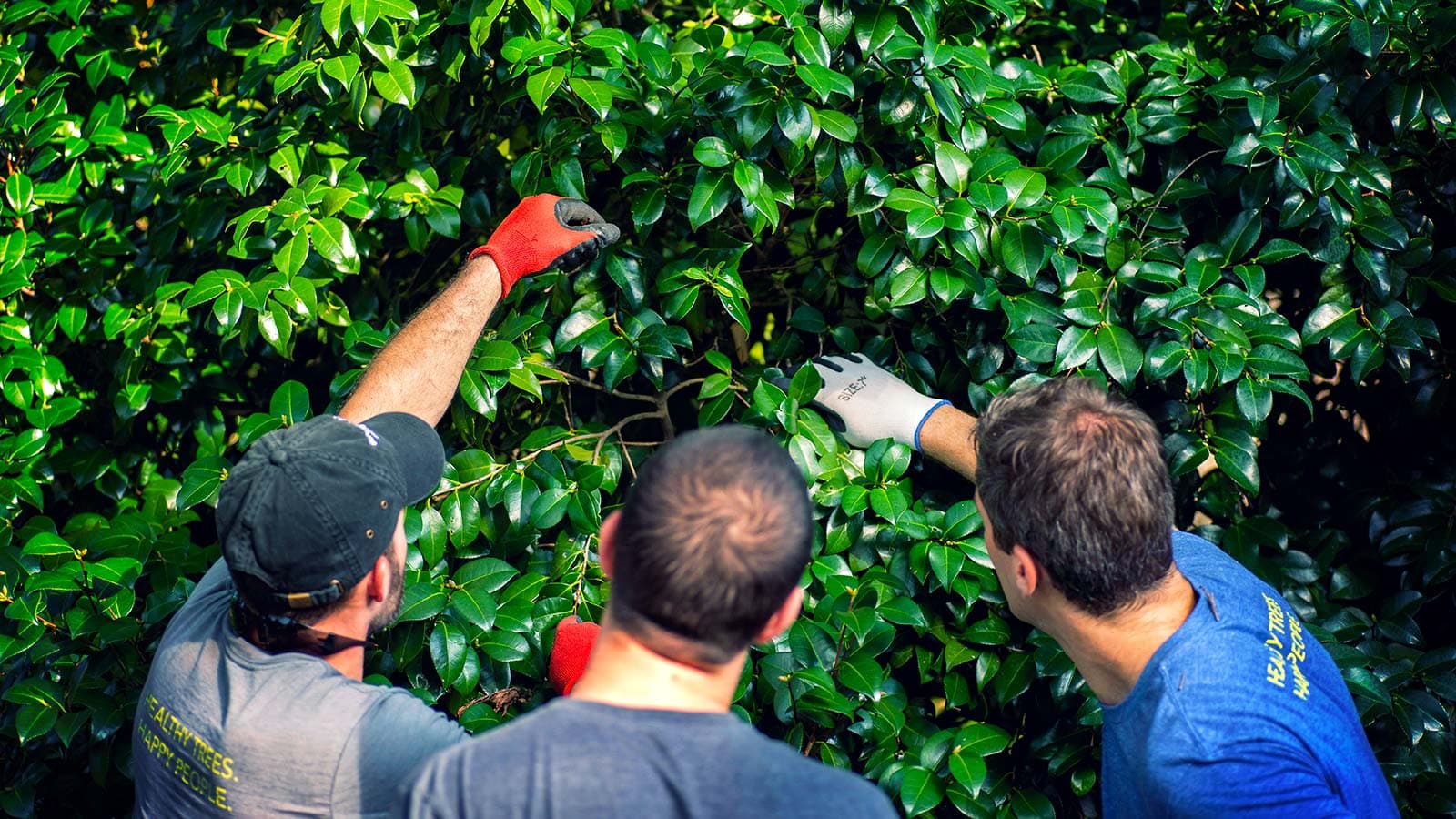Healthy green foliage on trees and shrubs, thriving in nature.