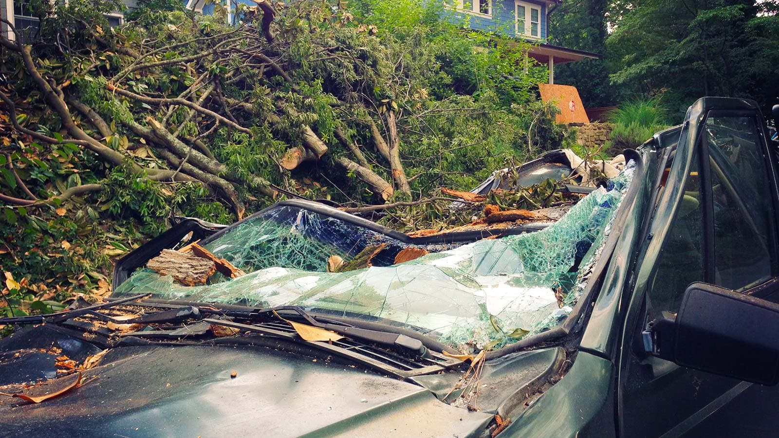 Tree branch that has fallen on a car