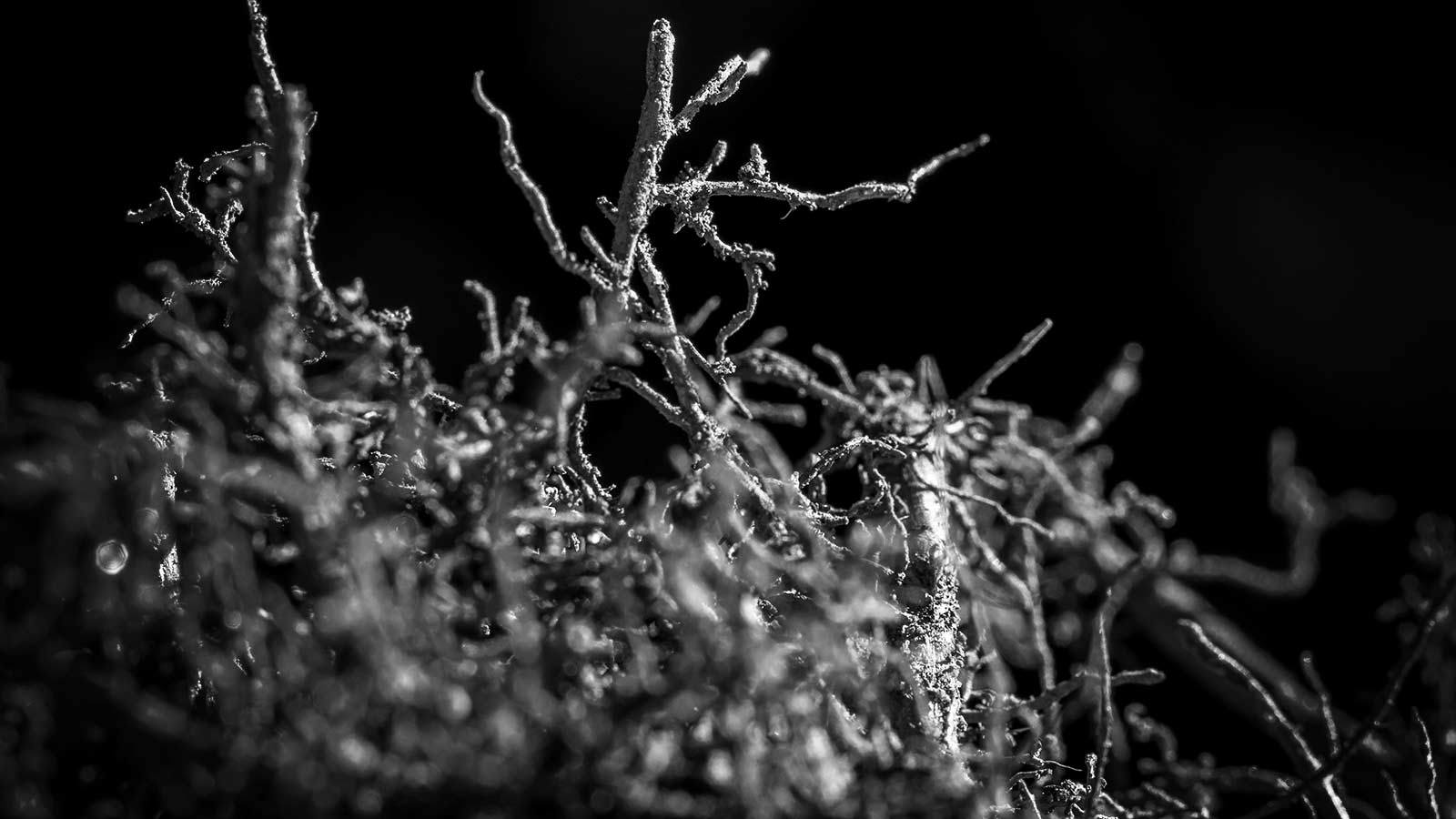 Deep root fertilization being applied to trees and shrubs for health.