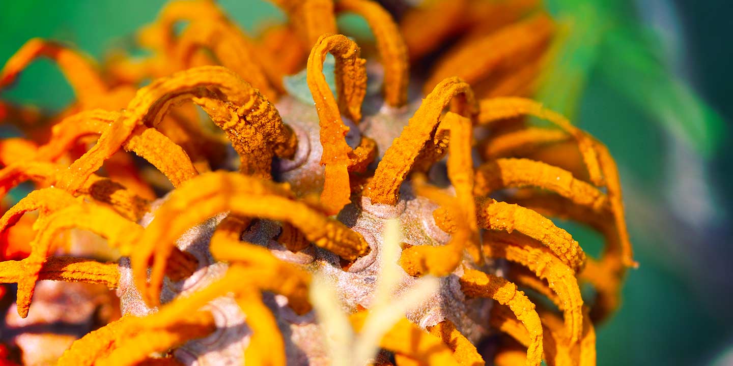 A tree showing signs of disease, fungus, or bacterial infection.