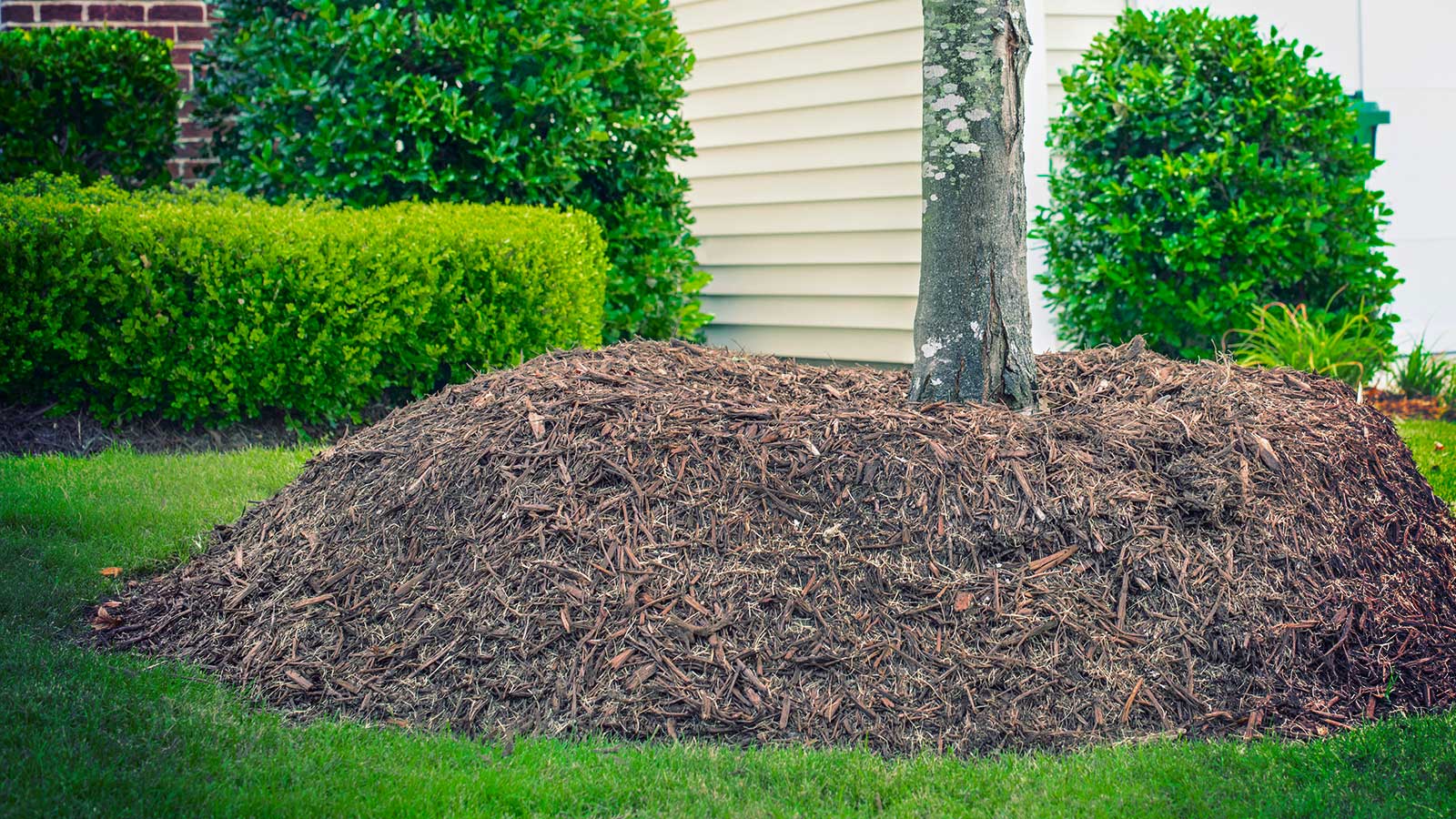 A tree with a mulch volcano piled around its trunk, causing health issues.