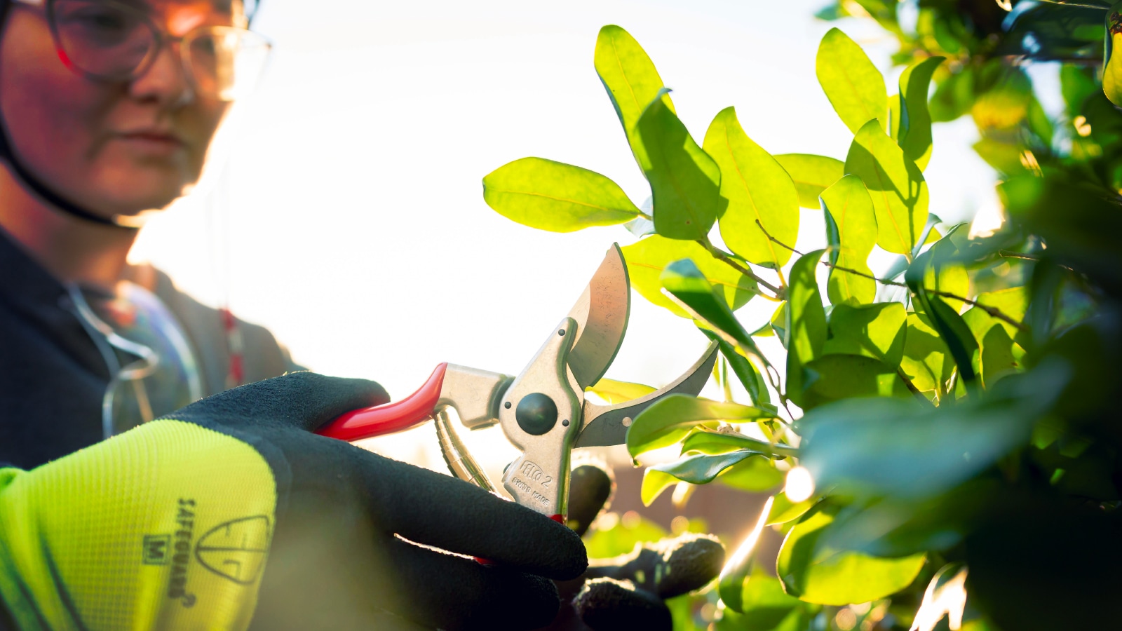 Tree care specialist pruning shrubs