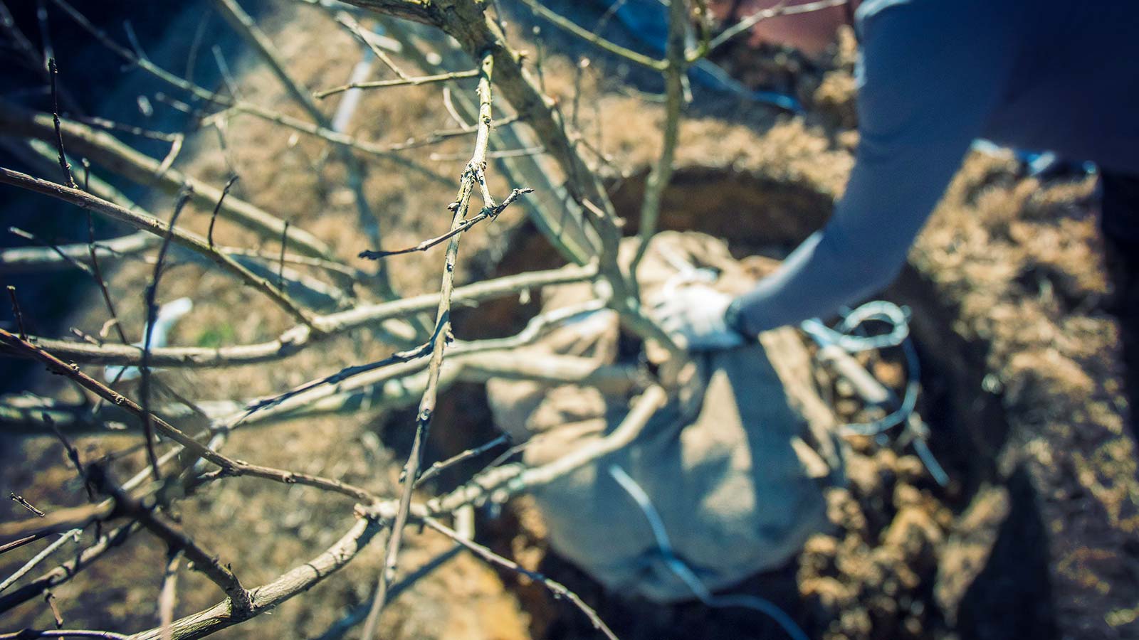 Young native trees being planted in a residential landscape.