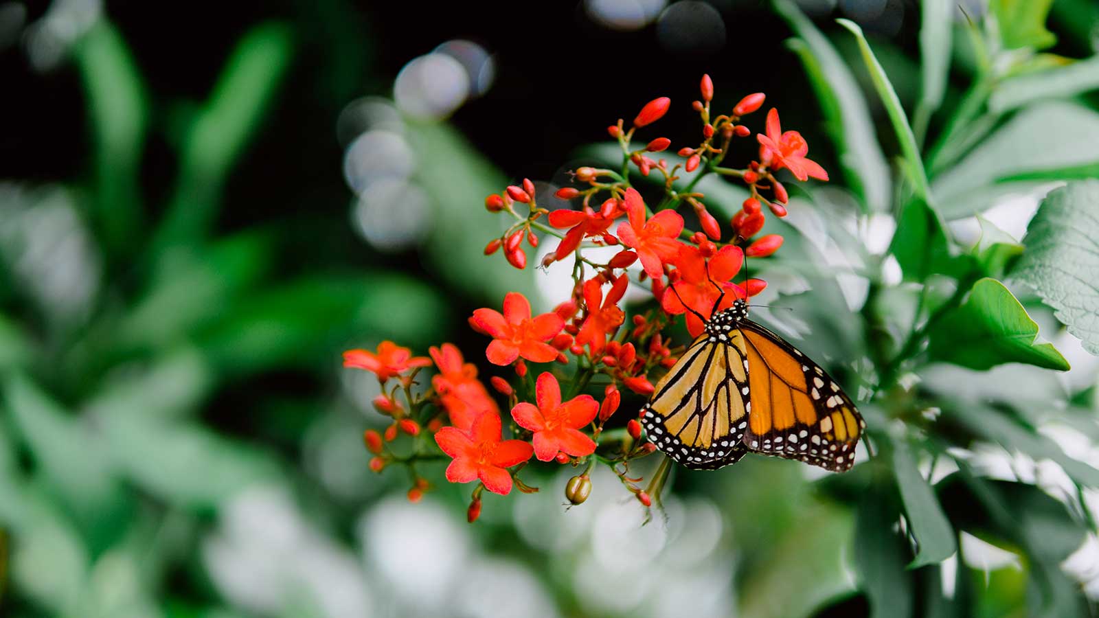 Monarch butterfly on a blossom in a healthy green landscape