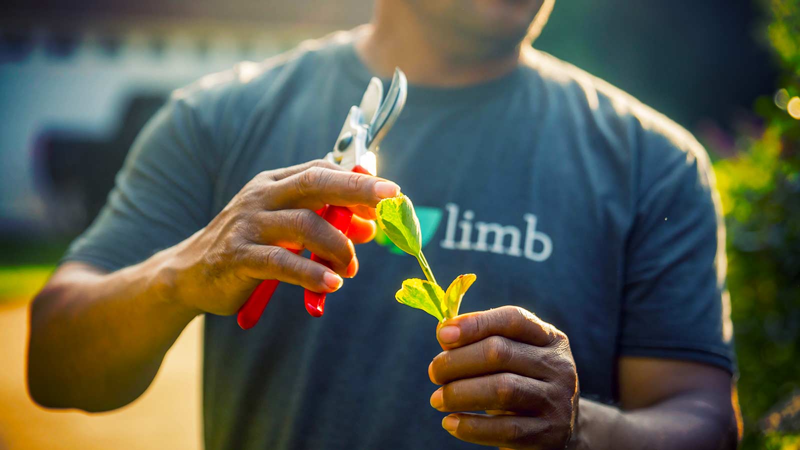 Tree care professional maintaining healthy trees and shrubs.