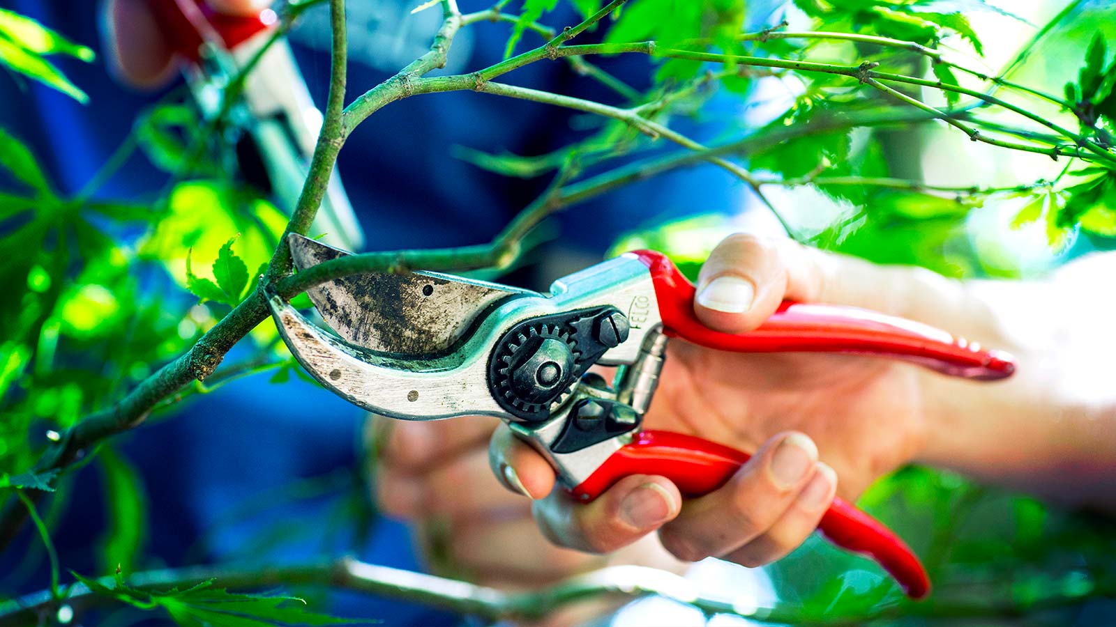 An arborist carefully pruning branches from a healthy tree.