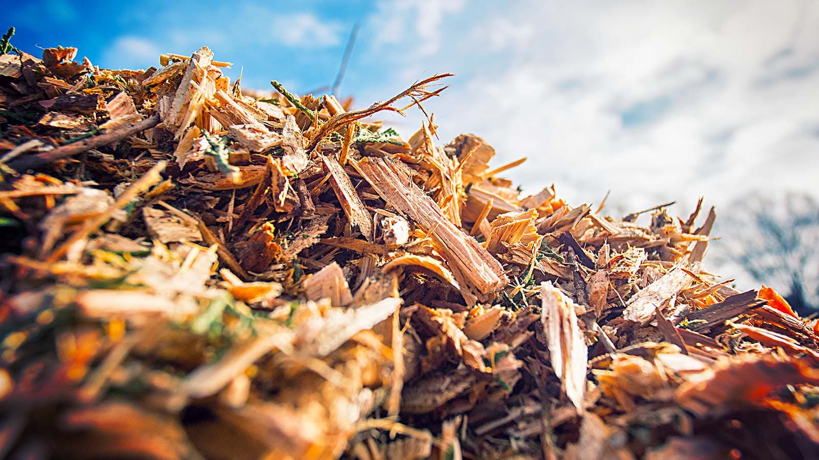 A pile of fresh wood chips ready for use as mulch in gardens.