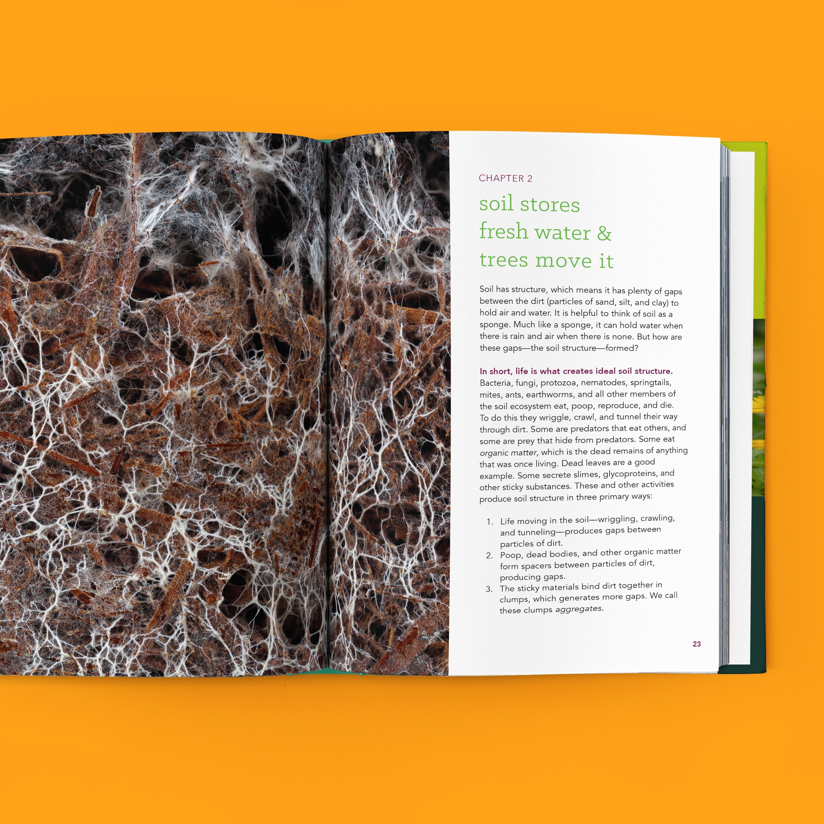 From Wasteland to Wonder book preview, featuring a chapter on how soil stores fresh water and trees move it, showing a fungal network