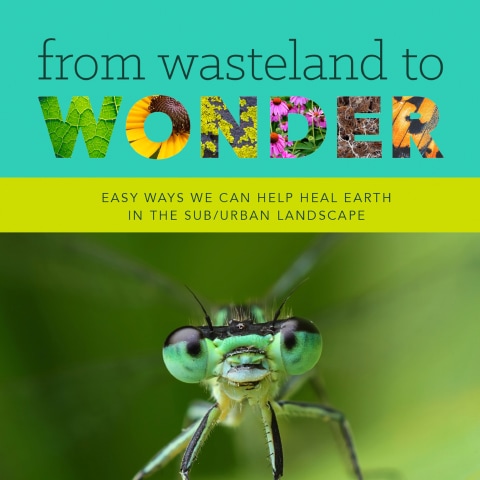 From Wasteland to Wonder book cover