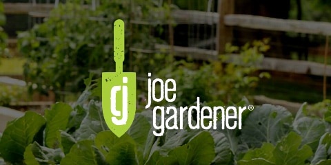 The Joe Gardener Show