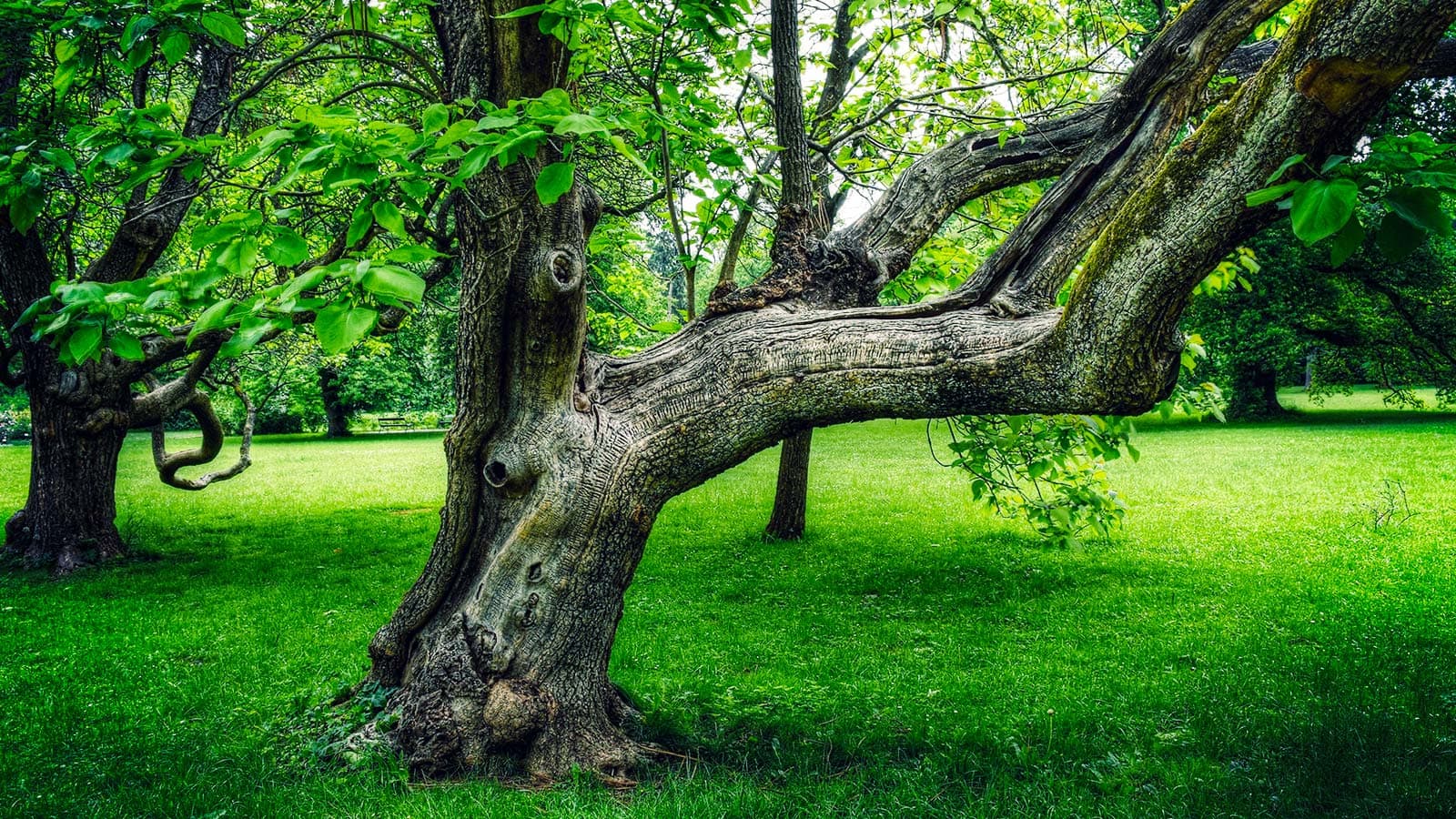 Tree with cabling system to prevent branch splitting