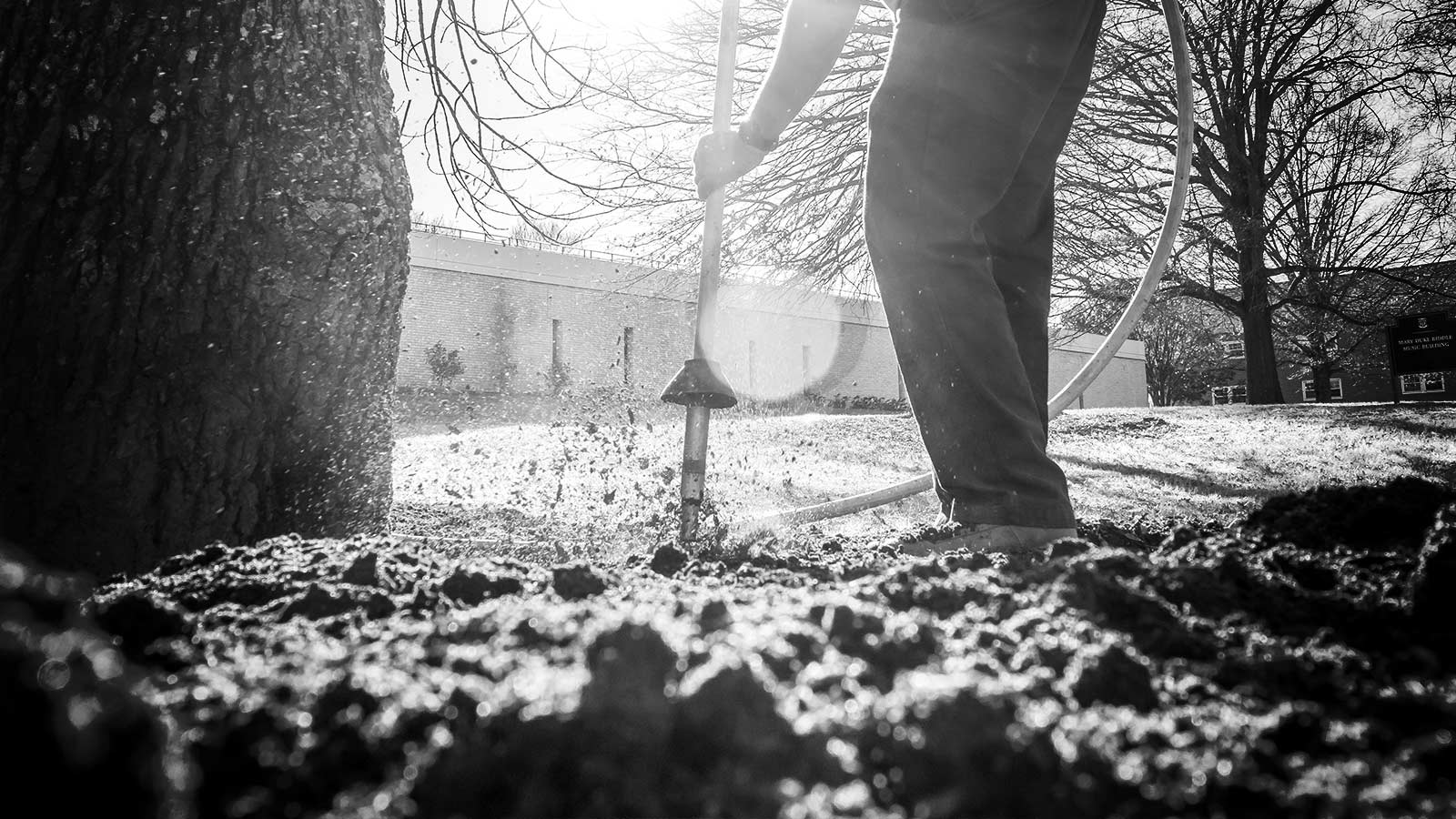 Air tool excavating root collar of a tree