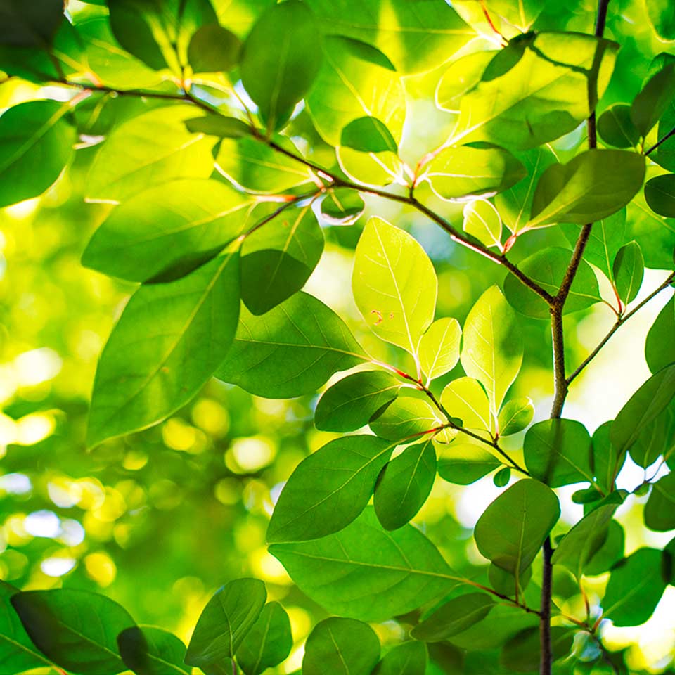 Leaf & Limb team member providing a quote