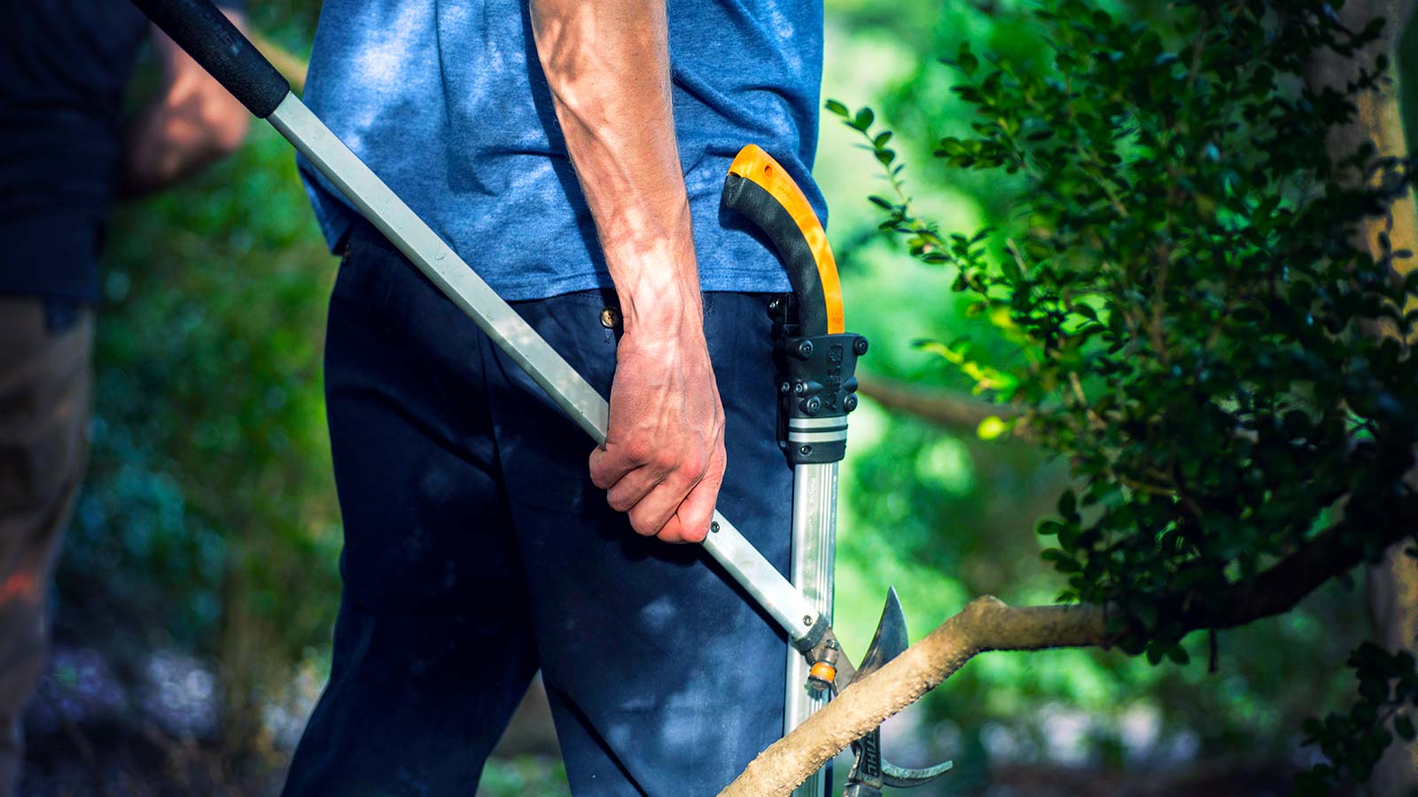 Crape Myrtle showing severe topping and loss of form
