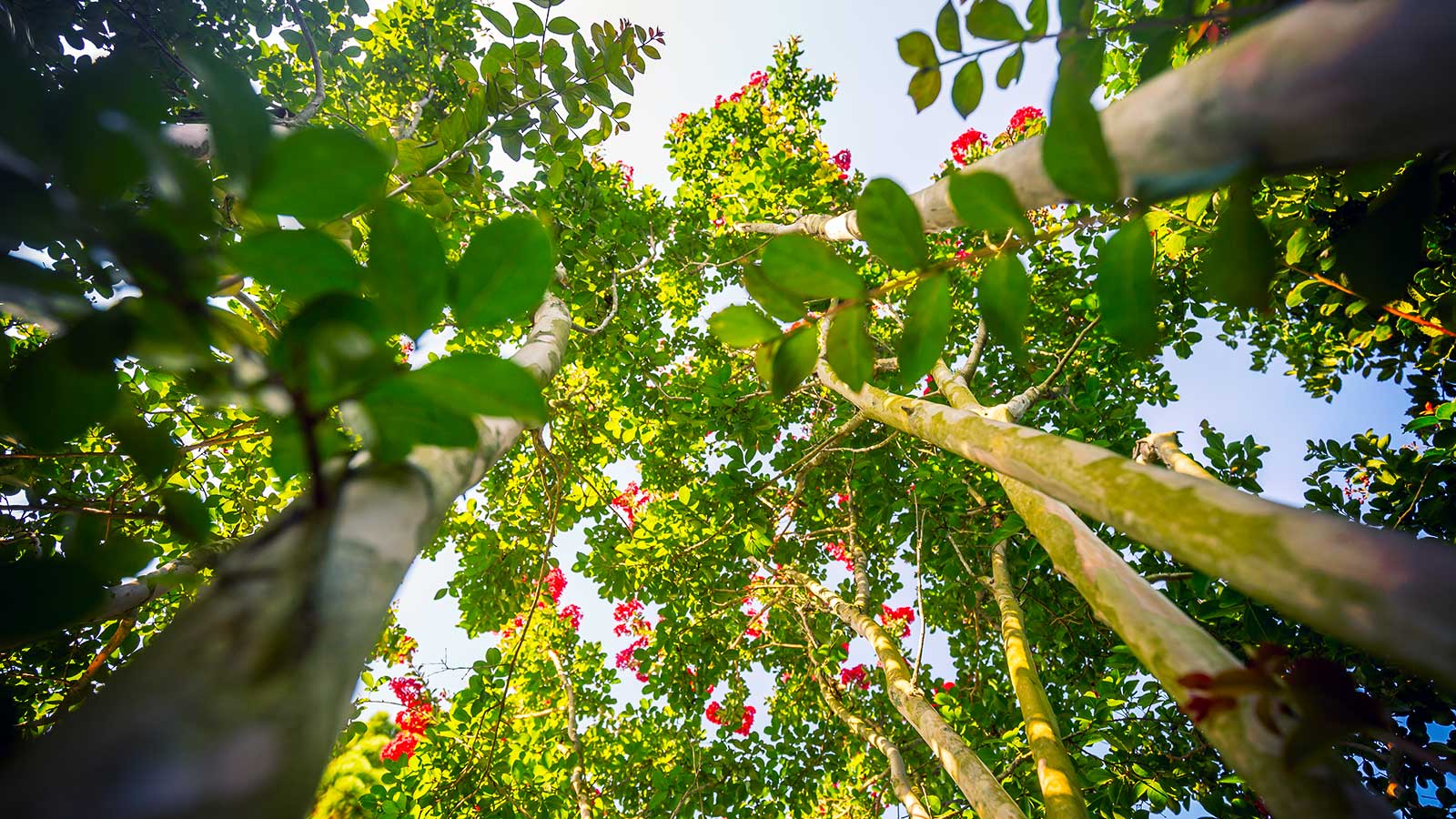 Crape Myrtle after improper pruning (Crape Murder)