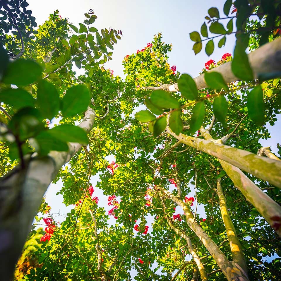 healthy crape myrtle tree with blossoms