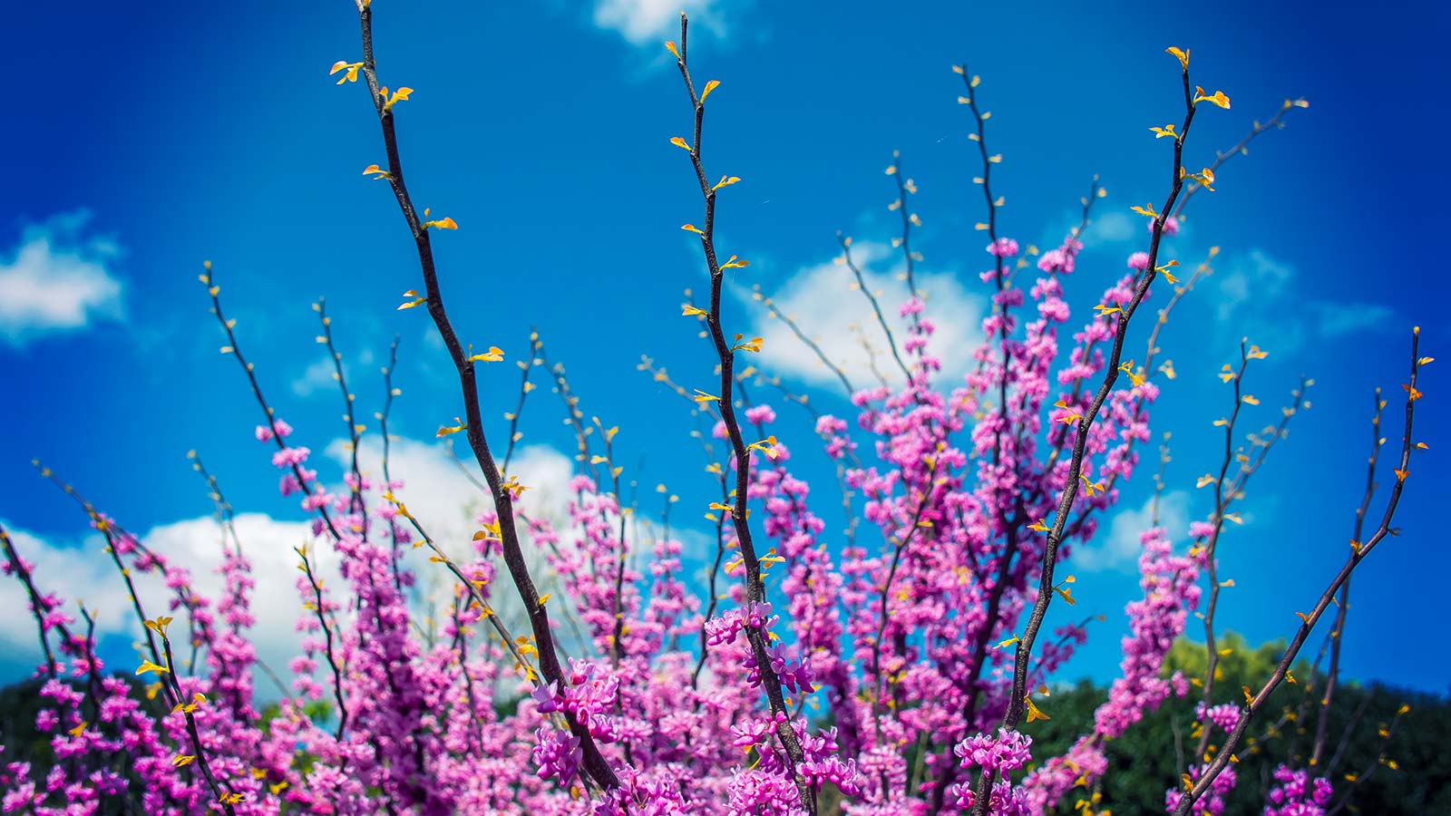pink blossoms and new buds against a blue sky