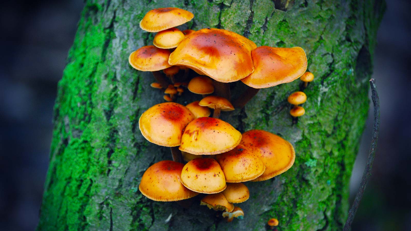 Tree with broken branches after storm