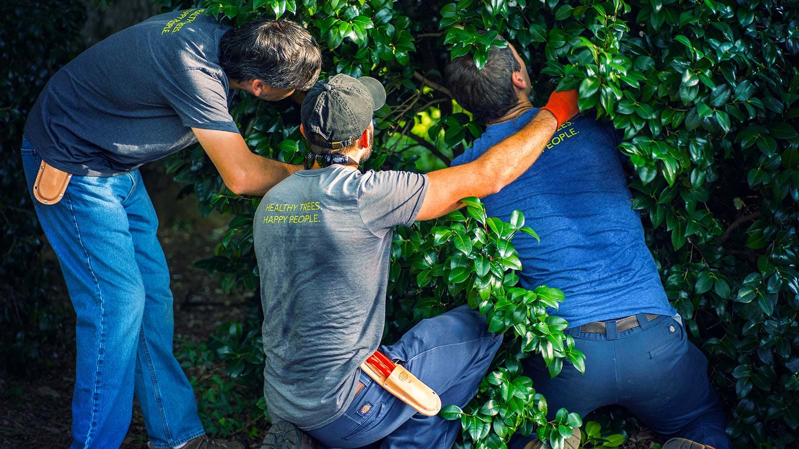 Tree with bacterial disease, cankers on trunk