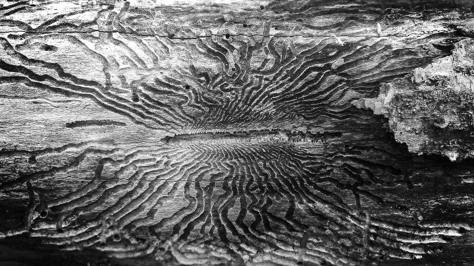 Ash tree showing damage from Emerald Ash Borer infestation