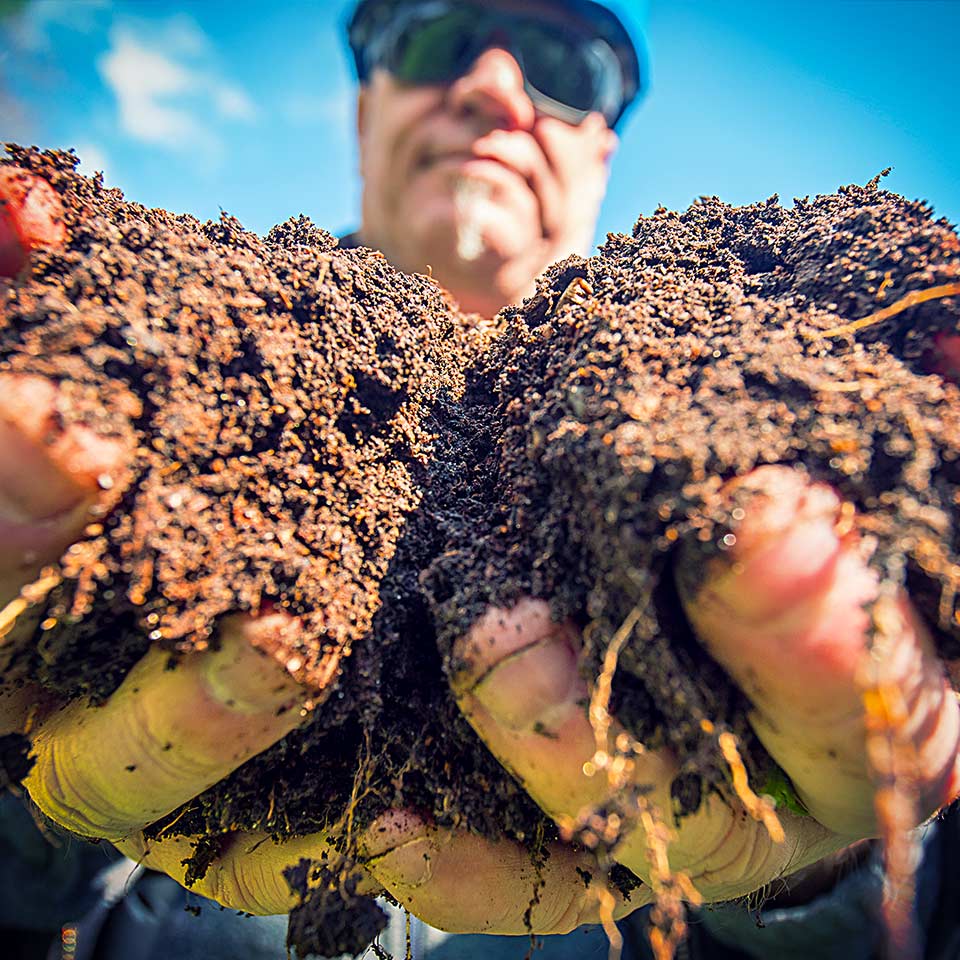 Healthy tree with deep roots