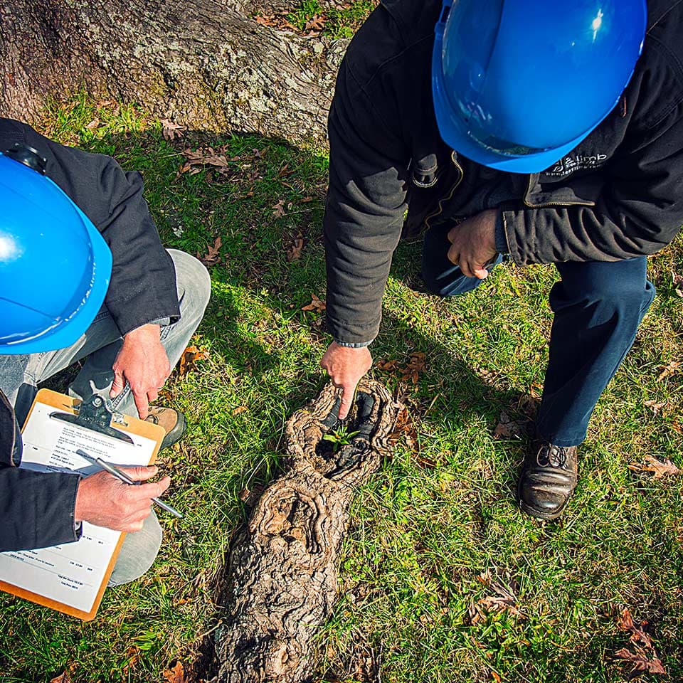 Tree inspection, arborist examining tree health