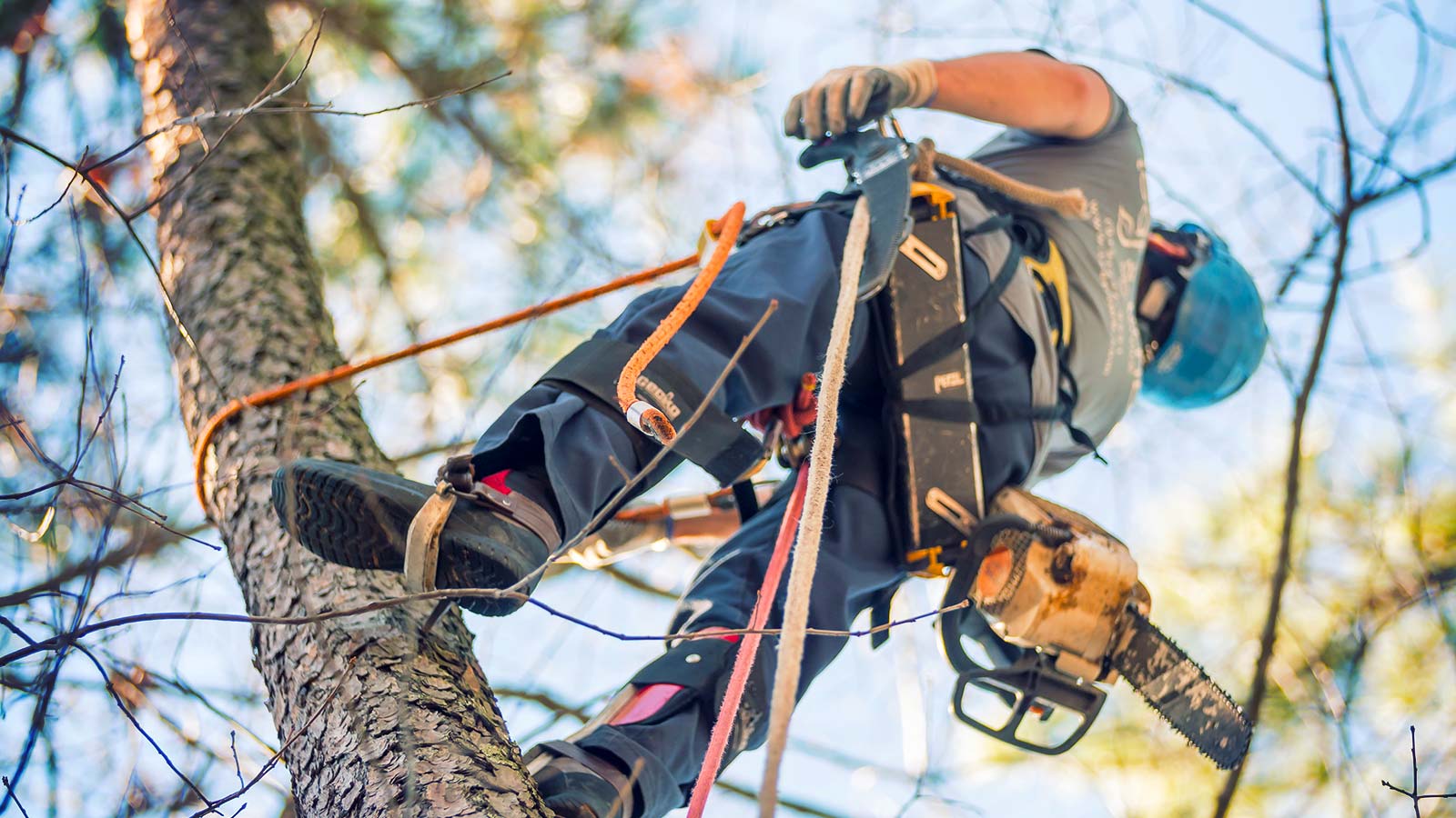 Tree worker with insurance policy climbing a tree