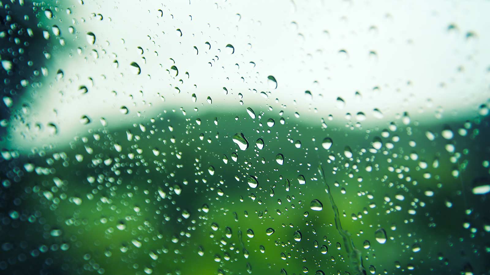 Tree with lightning protection system installed