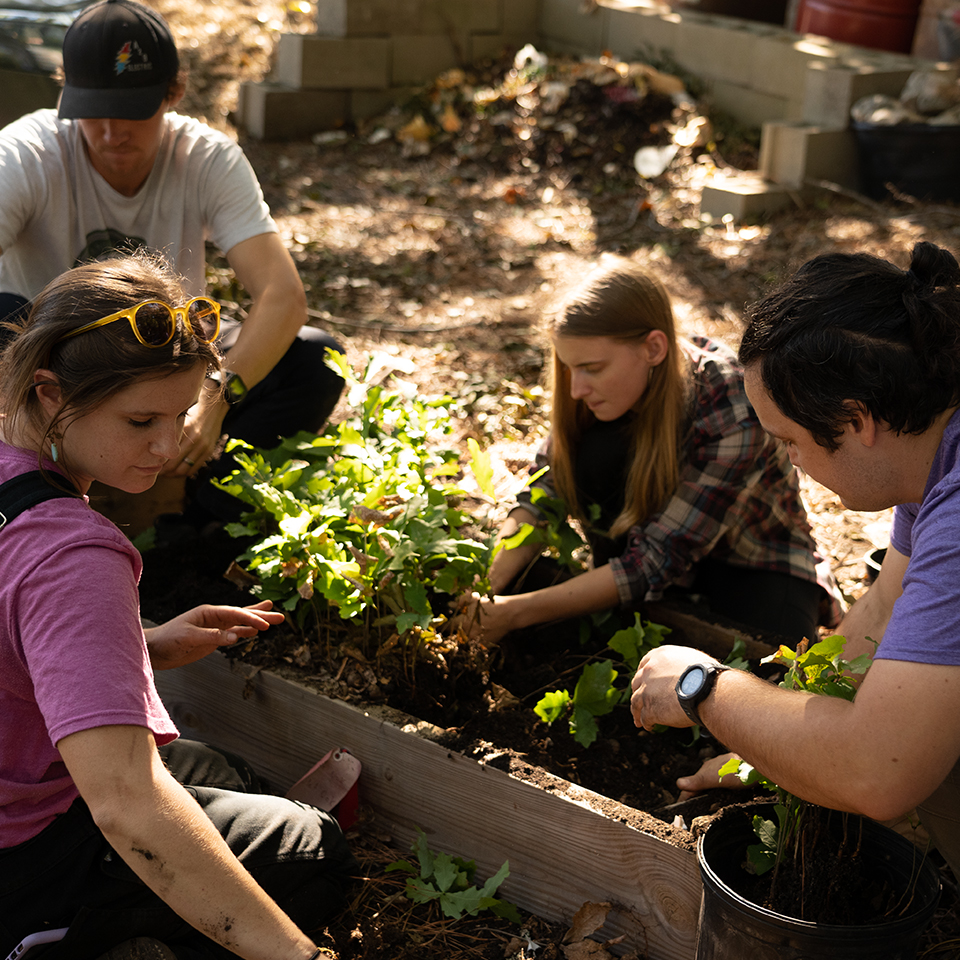 Volunteers nurturing saplings from native seeds in planter boxes
