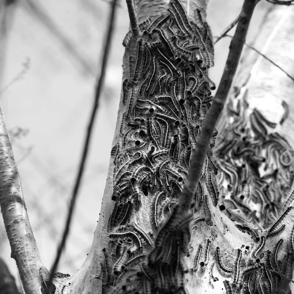 Tree infested with pests, close-up view