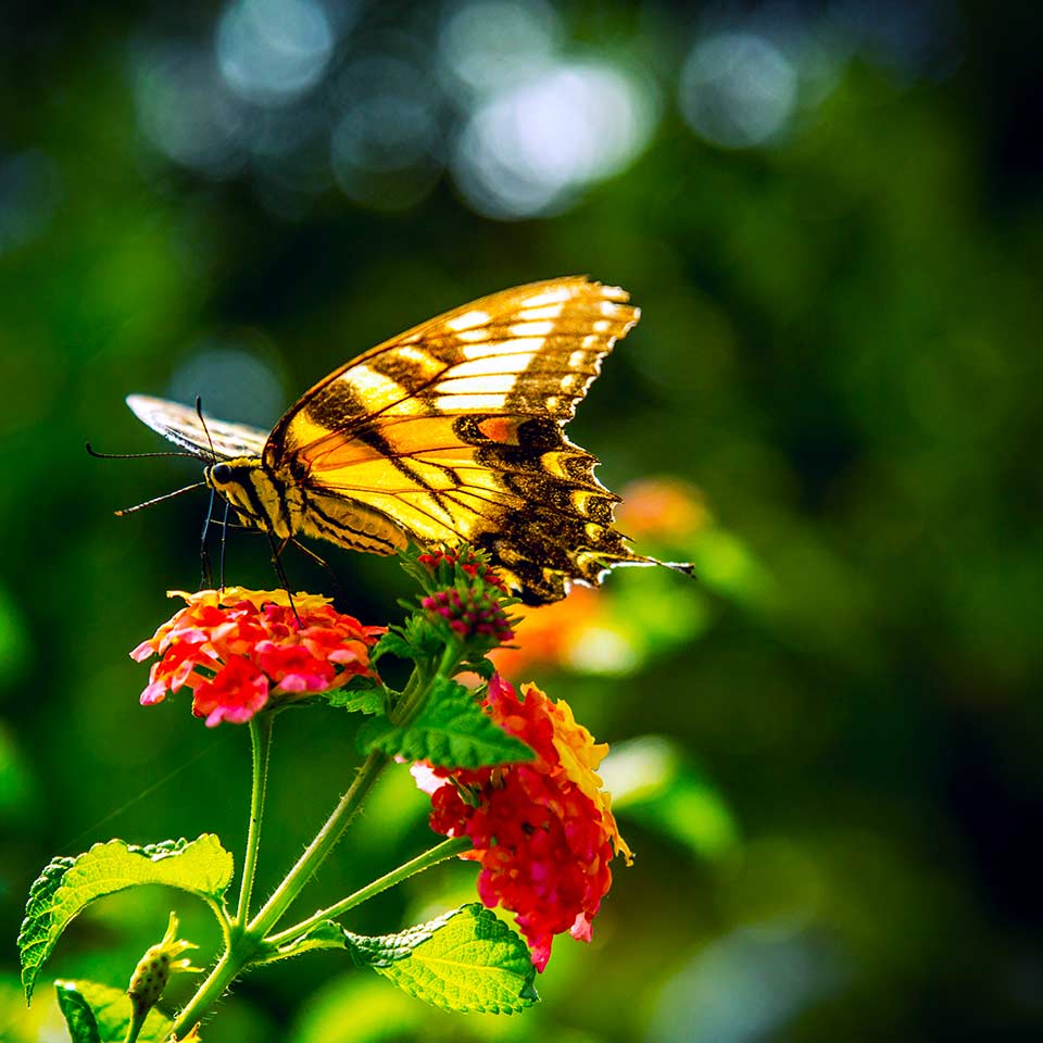 Insect pest on tree branch, detailed view