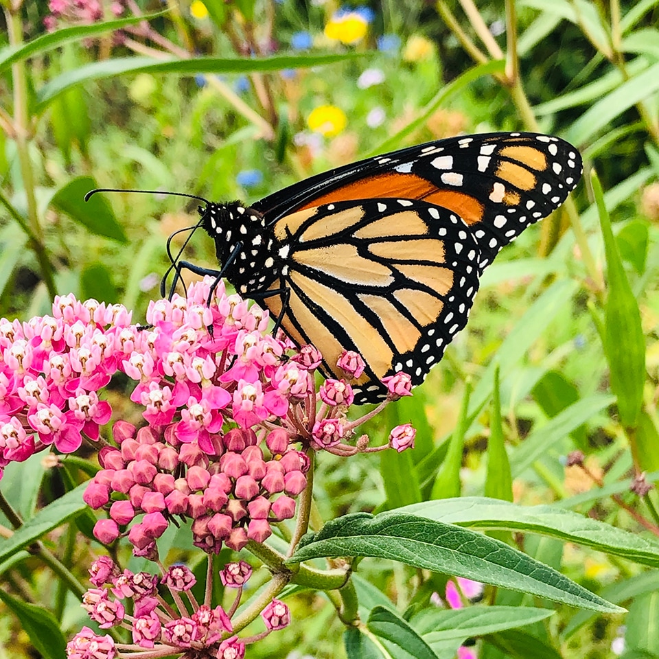 Monarch butterfly on native prairie flowers