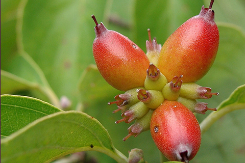 Project Pando Species Info