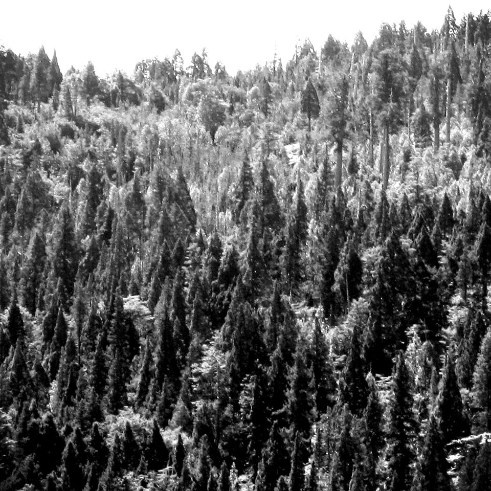 Alerce, ancient Patagonian cypress in Chile