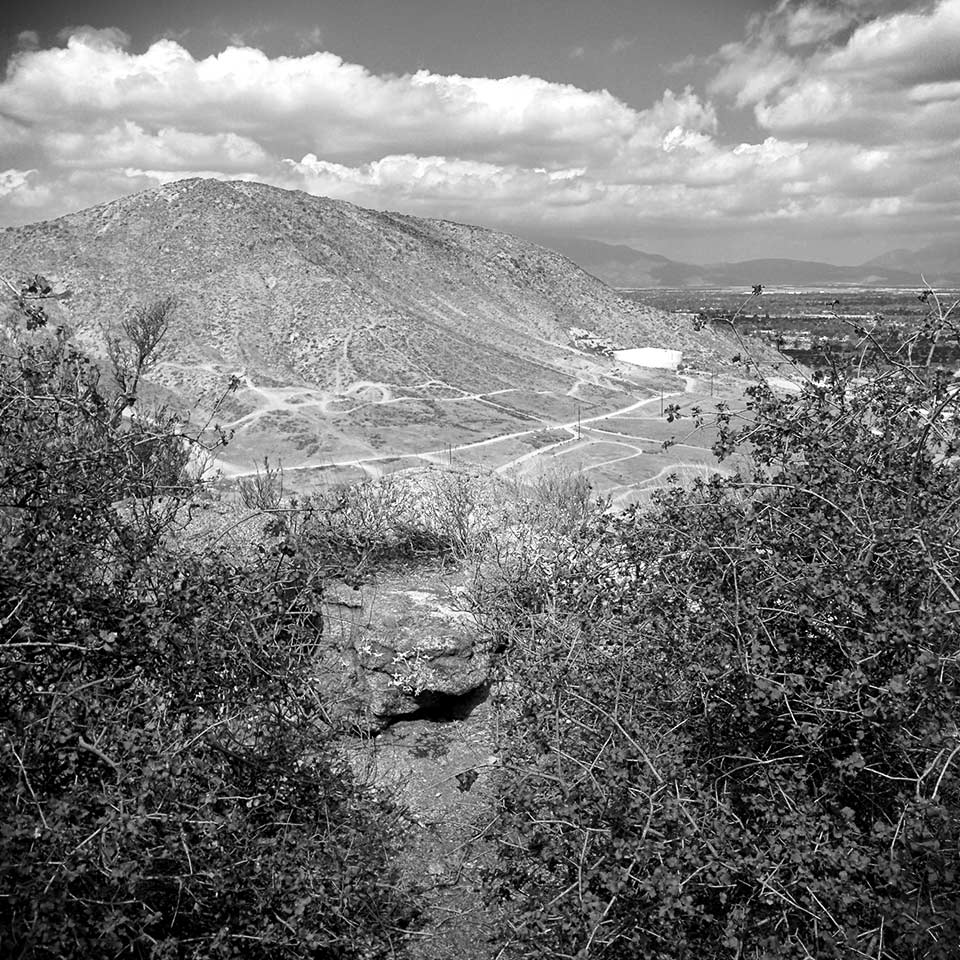 Jurupa Oak, clonal oak grove in California