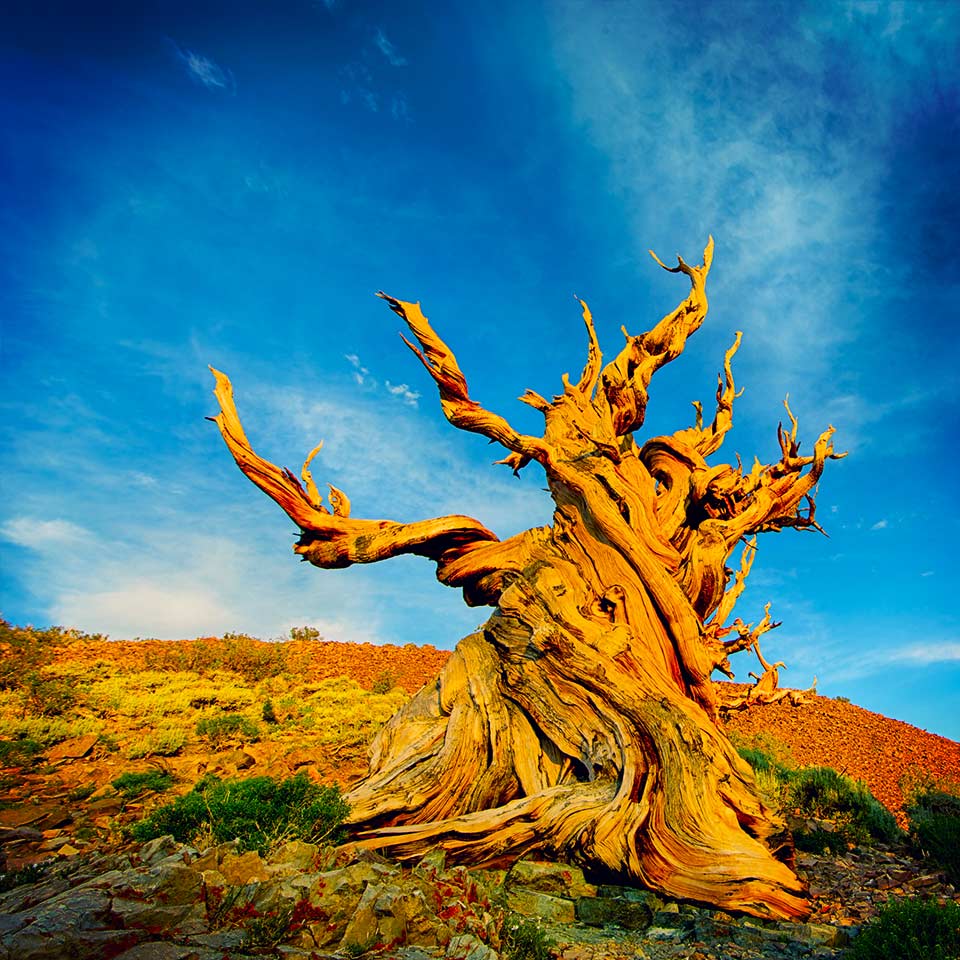 Methuselah, ancient bristlecone pine in California