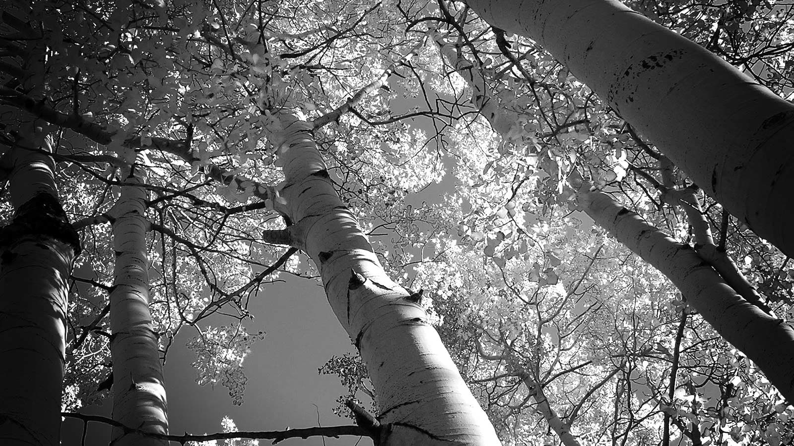 Pando, clonal colony of quaking aspen in Utah