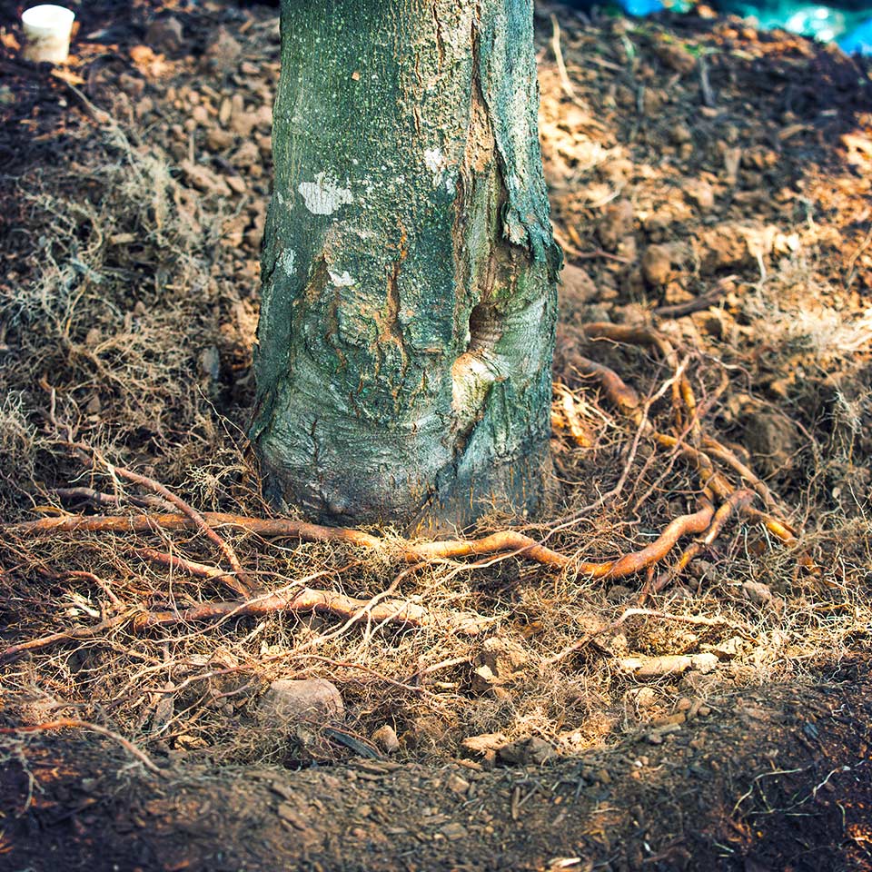 Tree in decline due to mulch volcano and girdling roots
