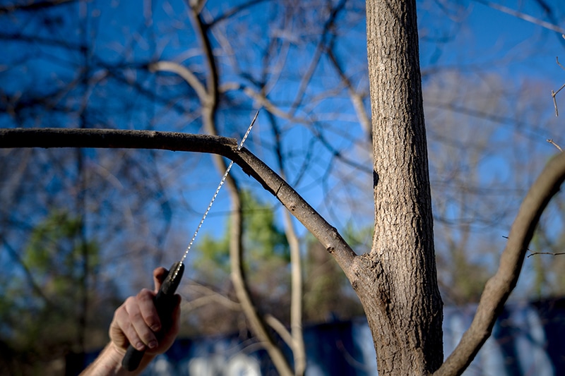 Second pruning cut, showing a saw completely cutting a branch 5 inches from the branch collar