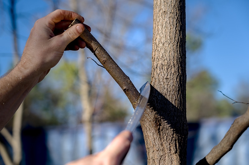 Saw making a precise pruning cut next to a tree branch collar
