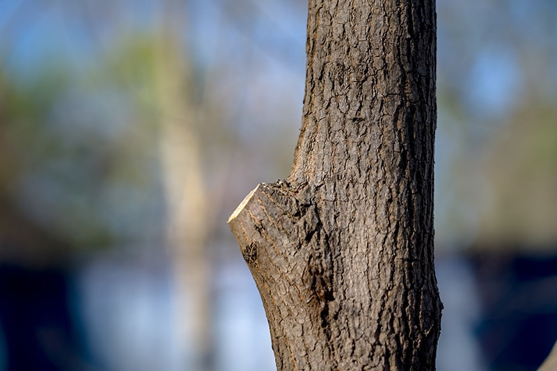Fourth pruning cut, showing a completed branch turn next to the branch collar