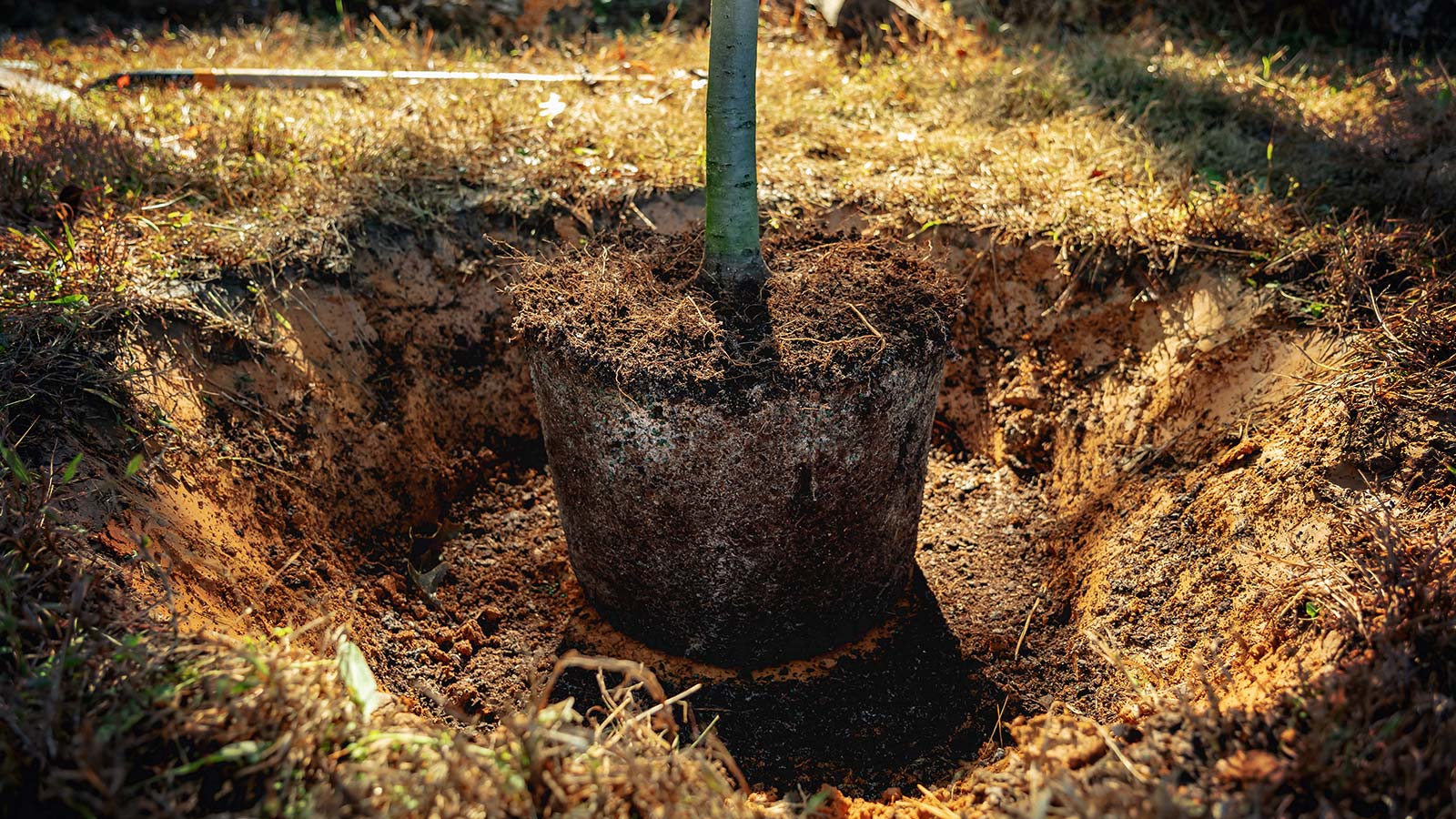 Newly planted tree showing proper planting techniques