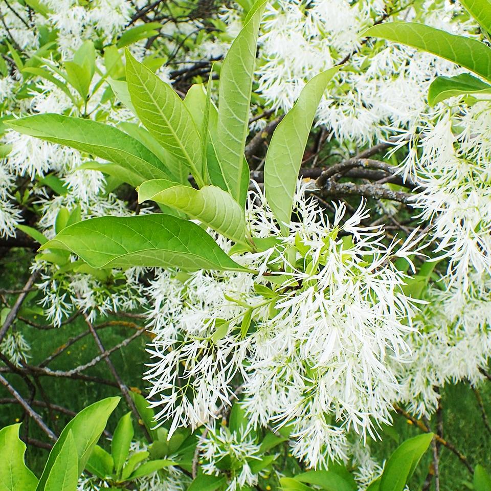 Fringe tree, native to North Carolina