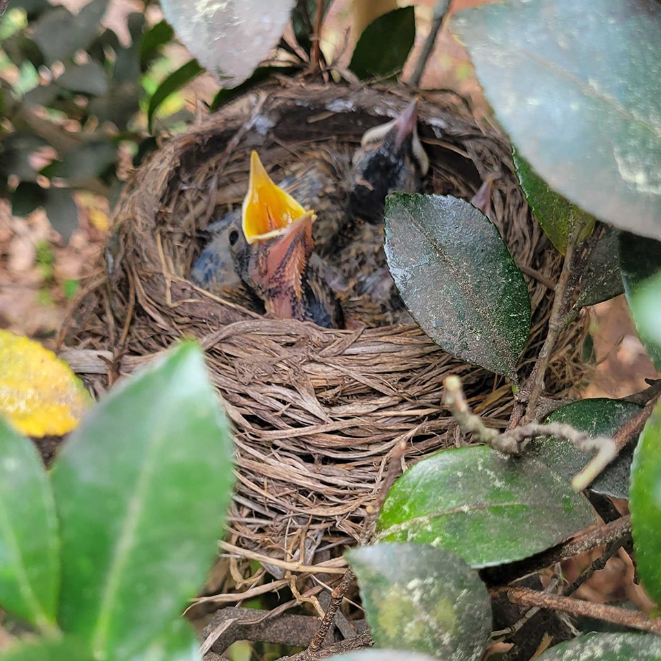 One of the first signs of spring is seeing baby birds nestled in branches. These little ones seemed especially hungry!