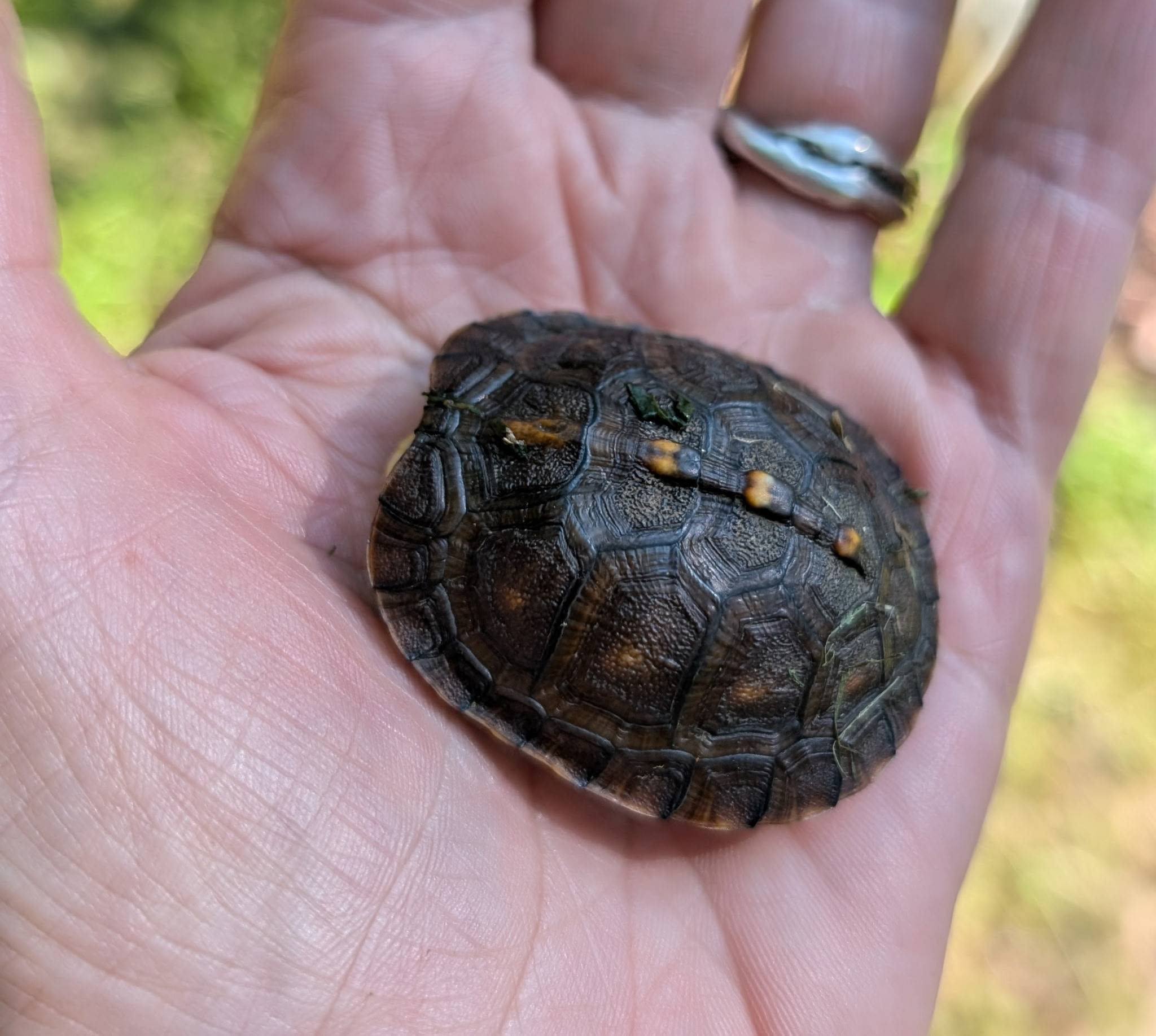 baby eastern box turtle