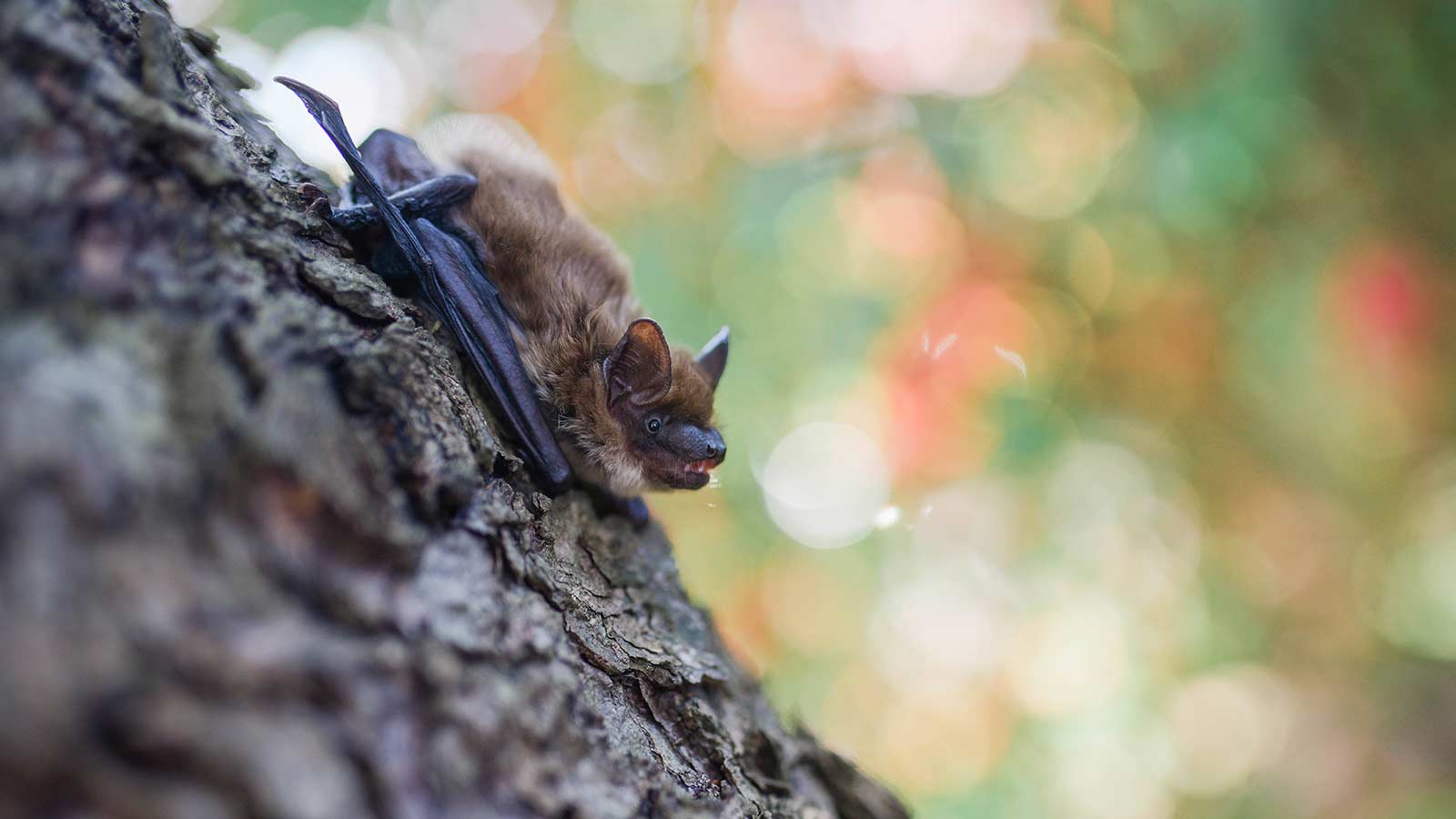 Bat on a tree, demonstrating importance for healthy ecosystems.