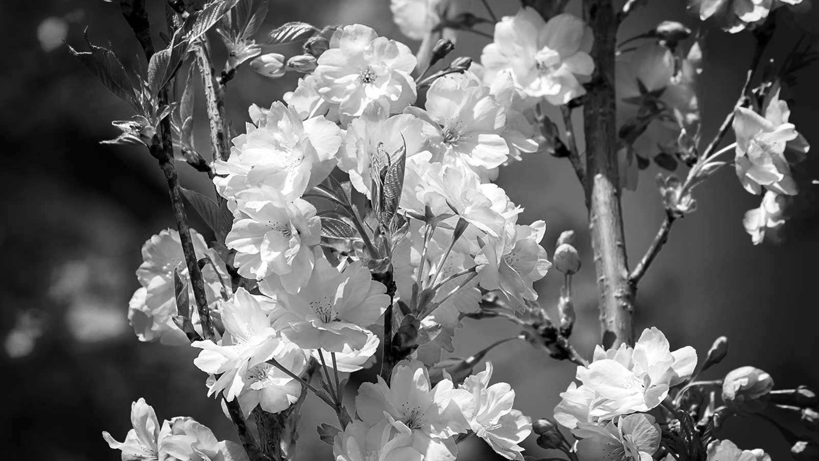Drought-resistant trees thriving in dry conditions.