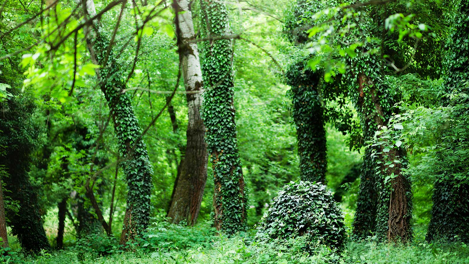 Invasive plants threatening native ecosystem